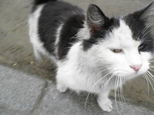 Welcome to Turkey, Land of the Imperial Cat