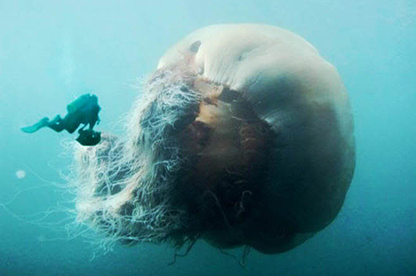 There is no herding these slow beasts