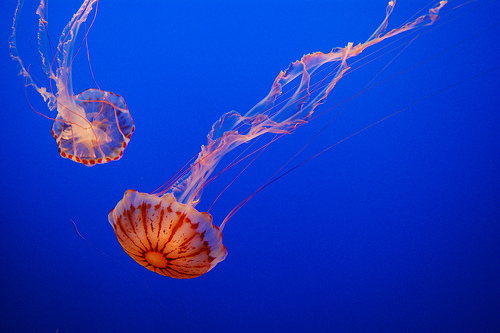 Spare the lash and victory can be yours ...